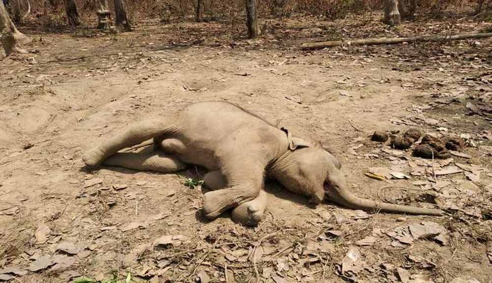 elephant_death.jpg