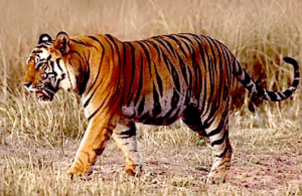 taiger.jpg