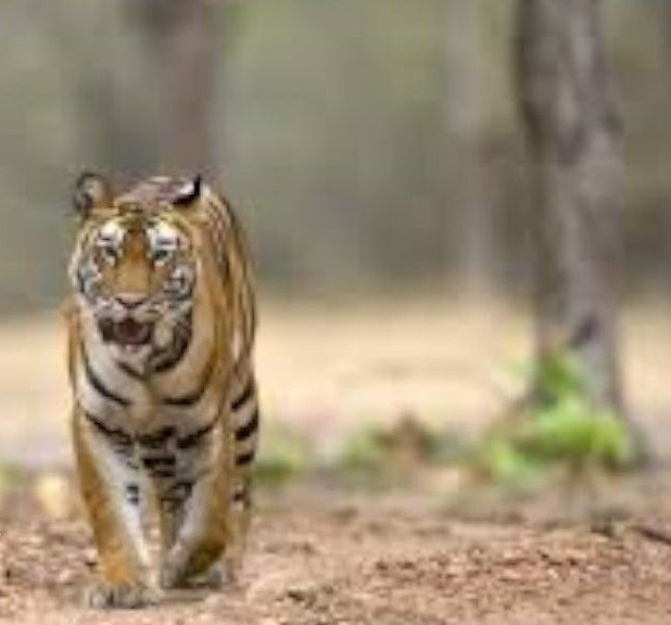 tiger-0122211-1024x576 (1)