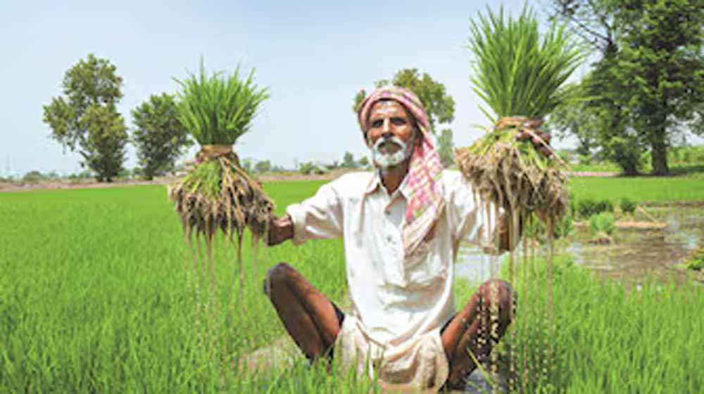 kisan-7.jpg