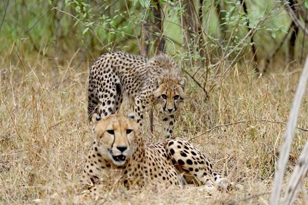 cheeta.jpg