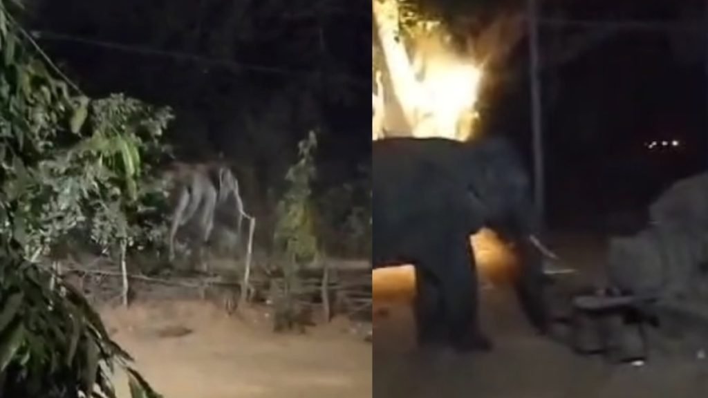 haathi-1-1024x576
