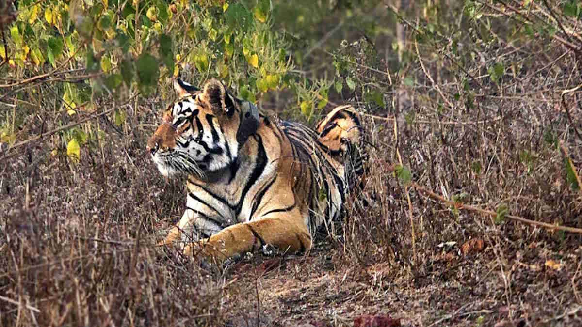 tiger-1