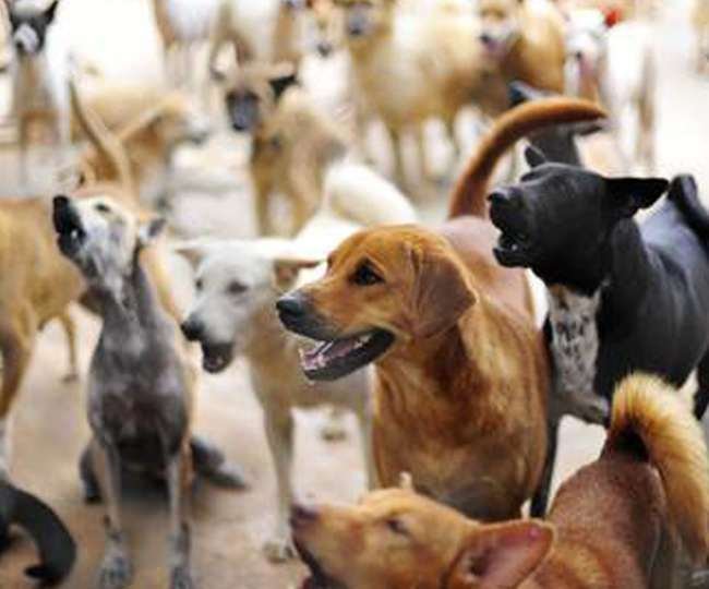 10_03_2021-stray_dogs_21448370