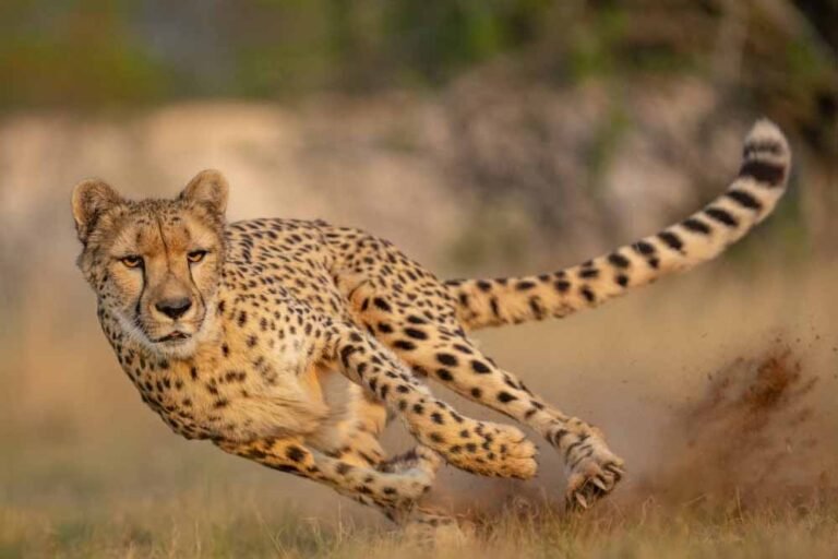 cheetah_33_2-1.jpg