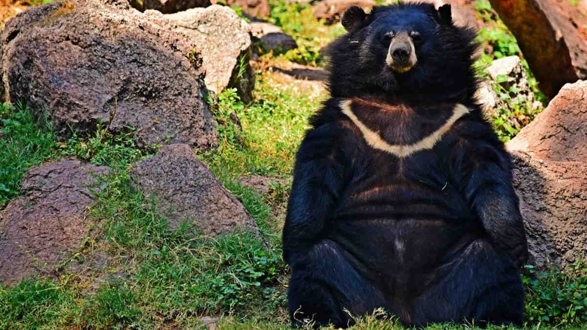 himalayan