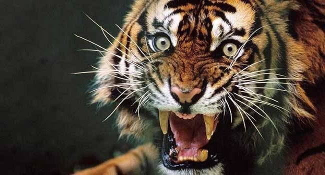 20230327153929_tigerbaba7 (1)