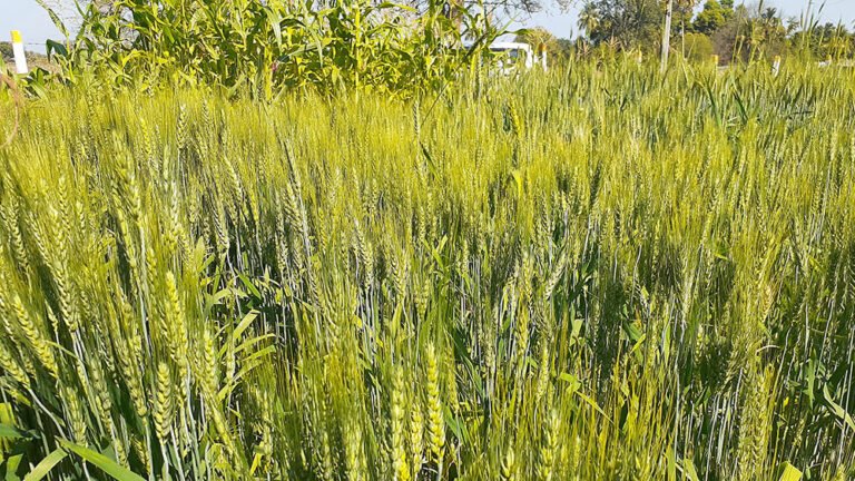 3A65.jpg