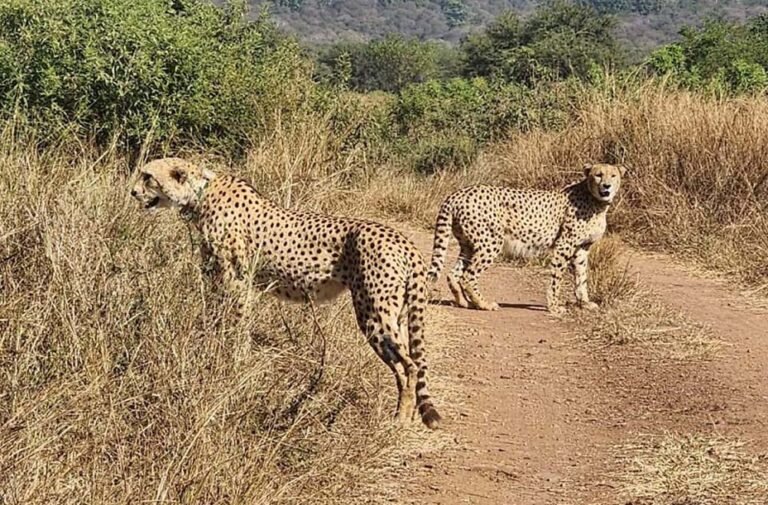 cheeta.jpg