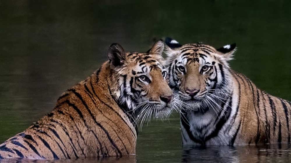 tiger_52_5.jpg