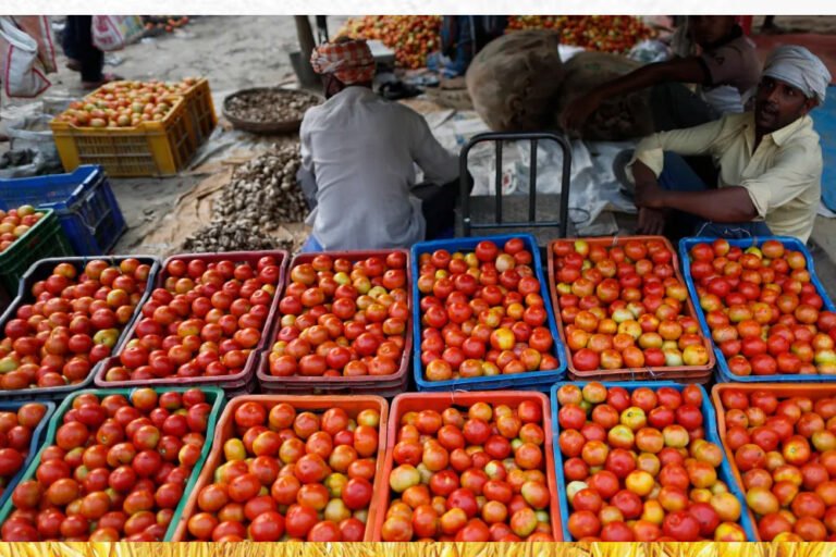 tomatoe_56_1.jpg