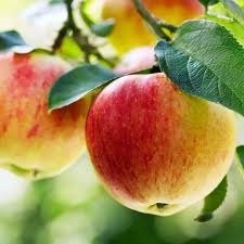 20250418094718_apple