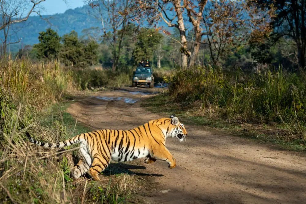 Tiger_ReserveA_92_2.jpg