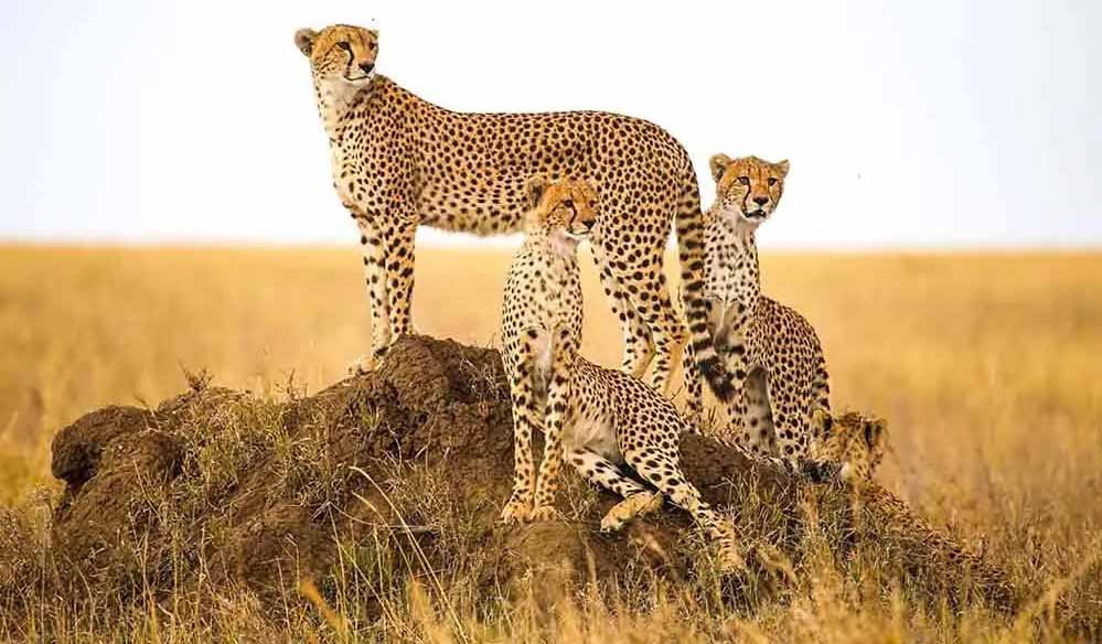 cheetah_47_1-1.jpg