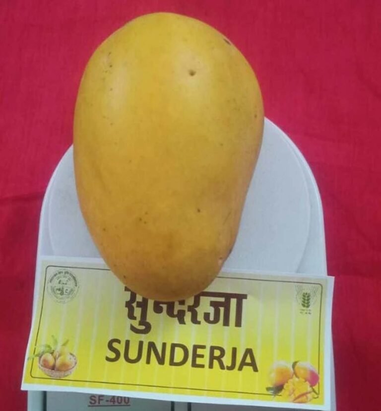 sundarja1.jpg