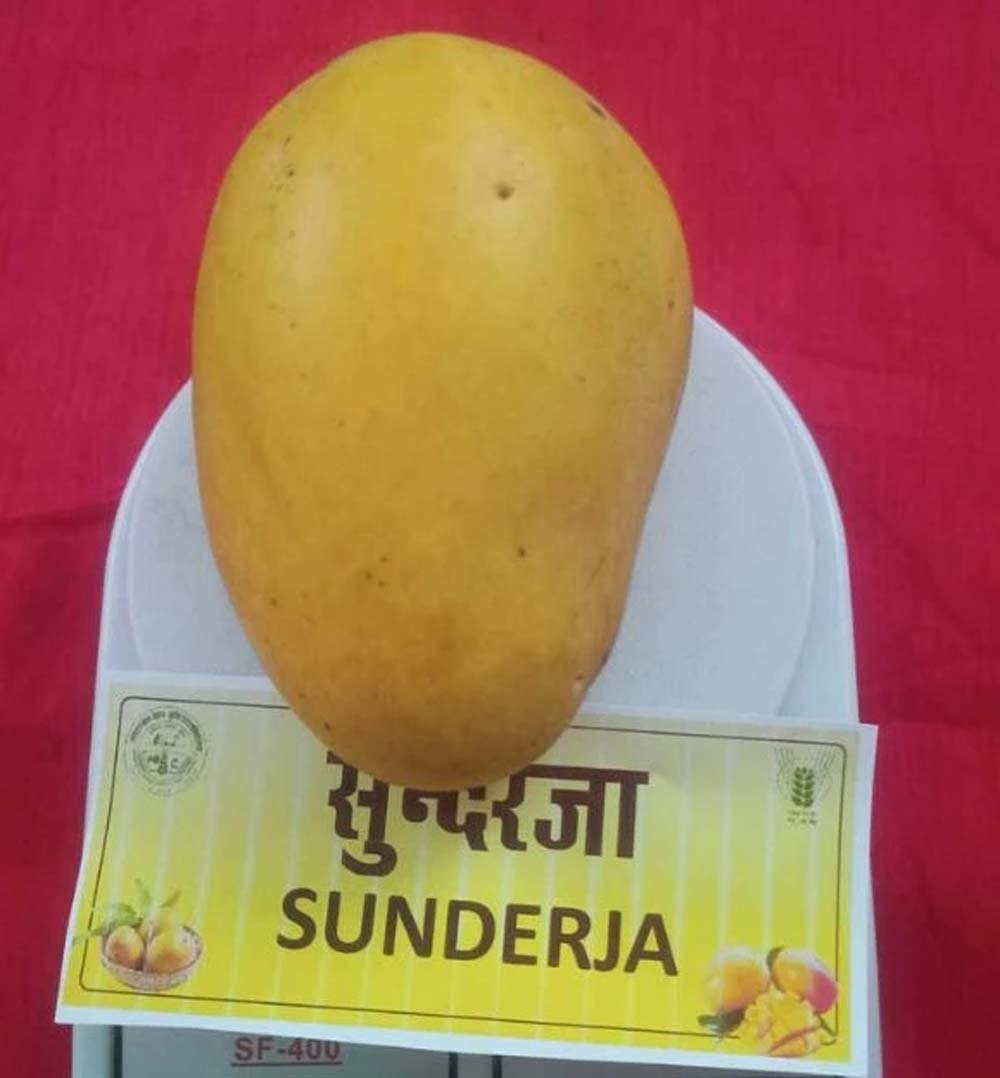 sundarja1.jpg