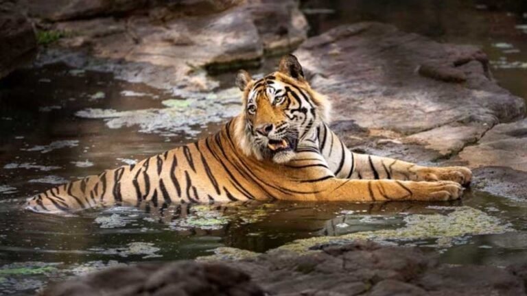 tiger_52_6-1.jpg