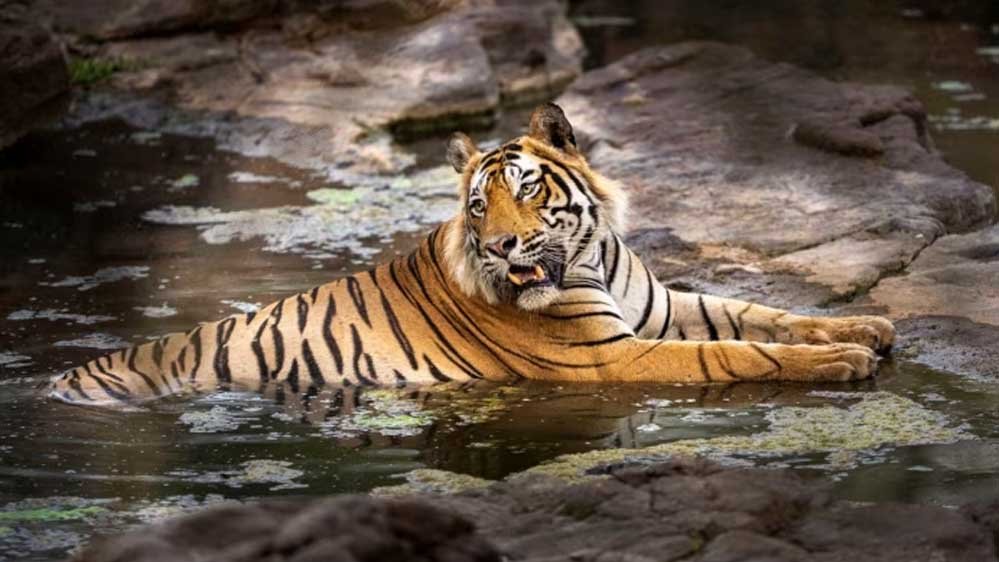tiger_52_6-1.jpg