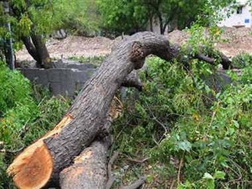 tree.jpg