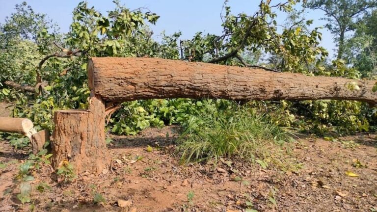 tree1-1.jpg