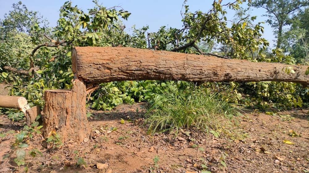 tree1-1.jpg