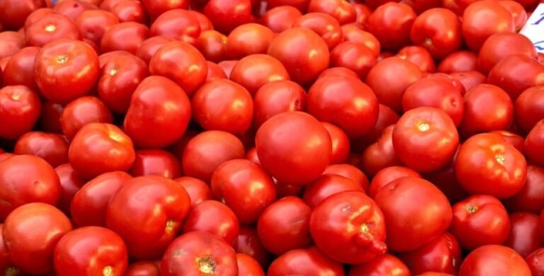20250524145554_tamatar