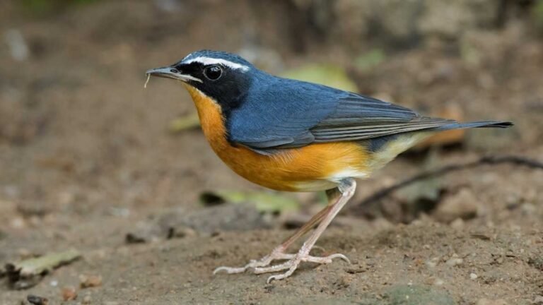 indian-bird-1024x576