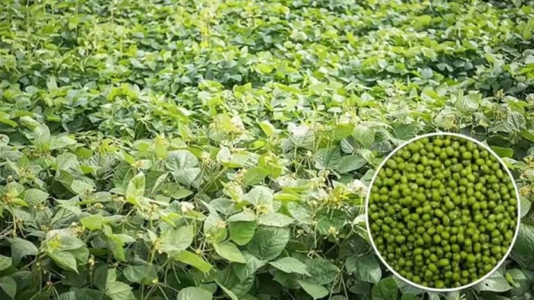 moong.jpg