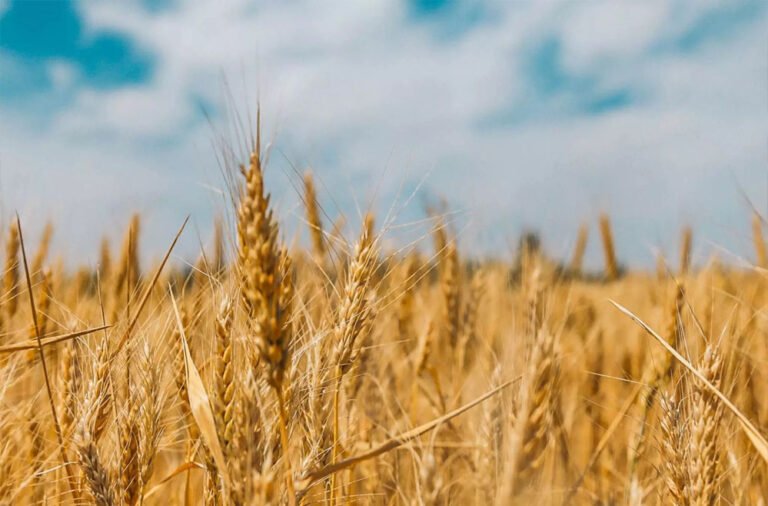 wheat_76_1.jpg