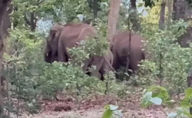 20250605123045_haathi dal