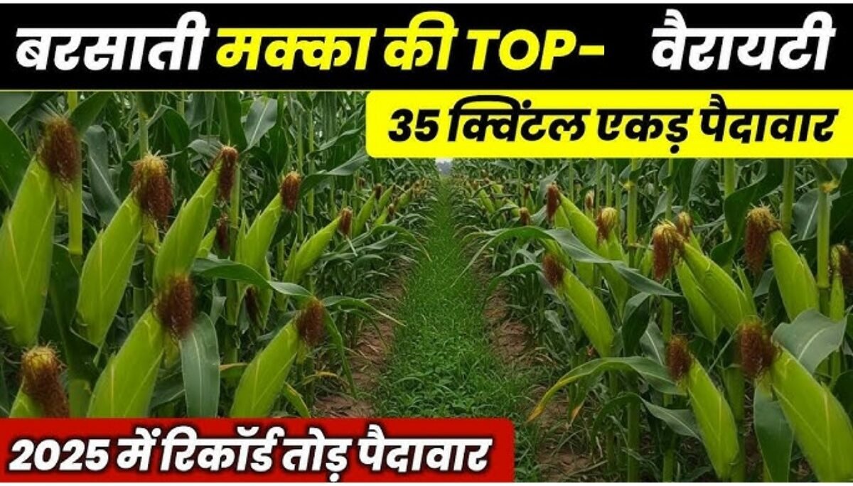 Top varieties of corn