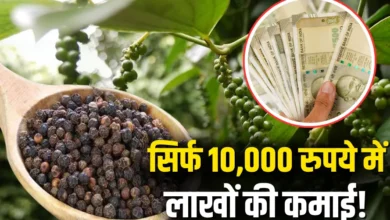 Top Business Idea 2025