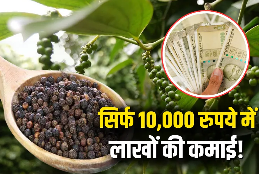 Top Business Idea 2025