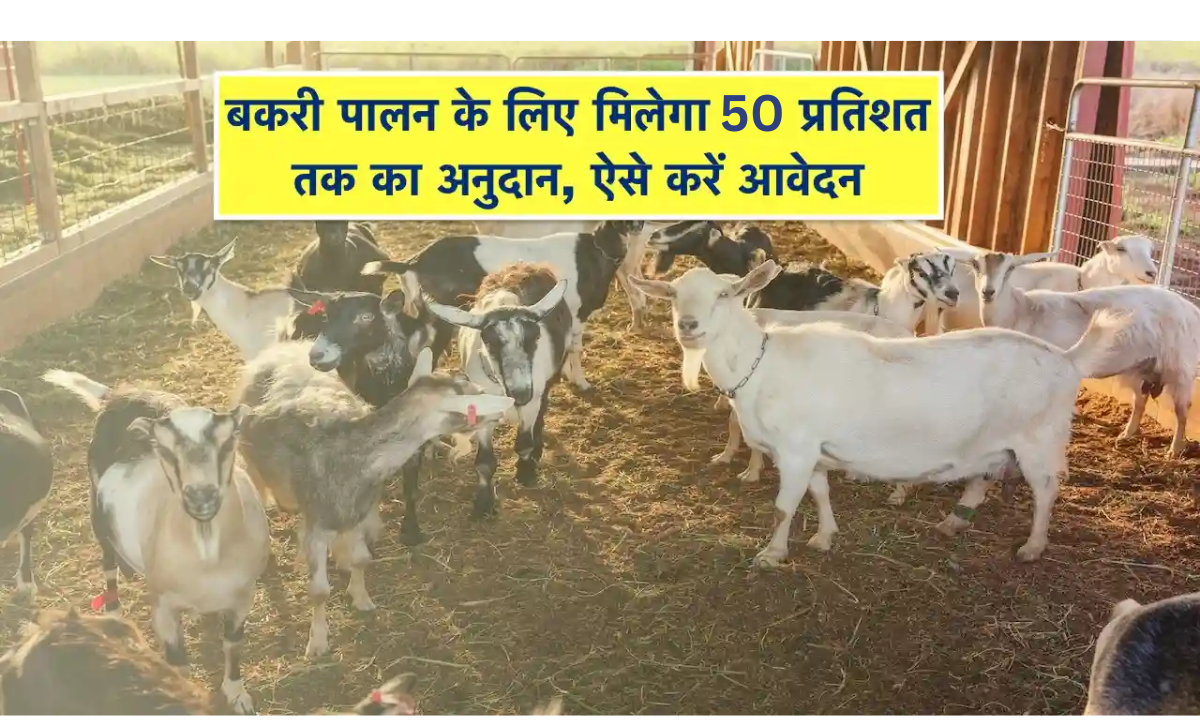 Bakri Palan Farm Yojana 2025