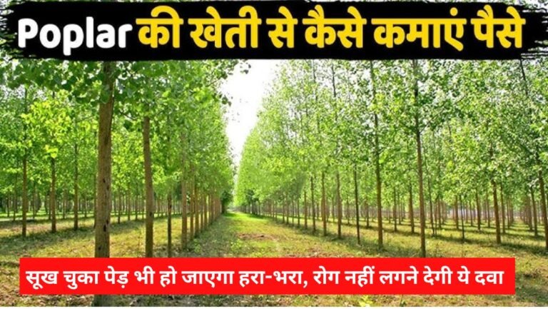 Poplar Farming Tips 2025