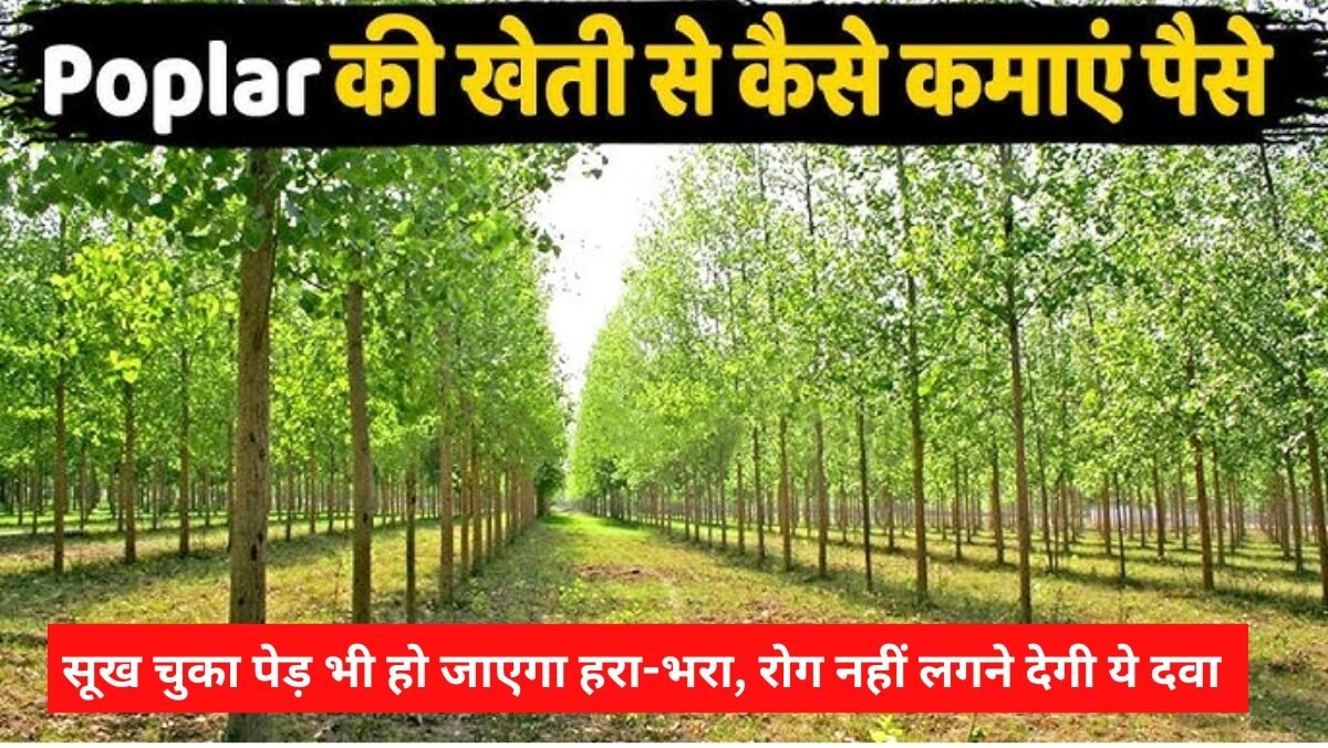 Poplar Farming Tips 2025