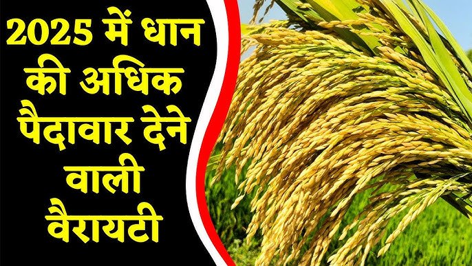 A1 Trick of sowing paddy.