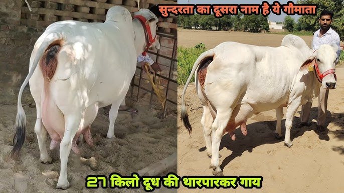 Pashupalan Yojana