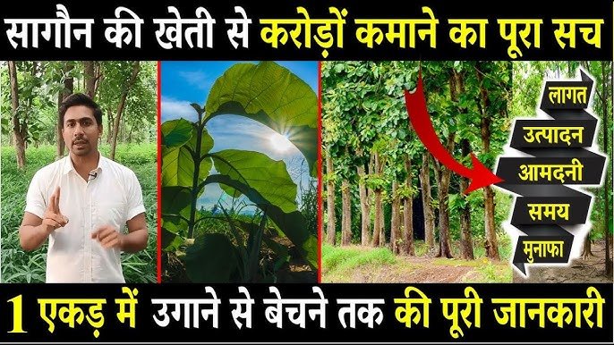 Sagaun Root-Shoot Method