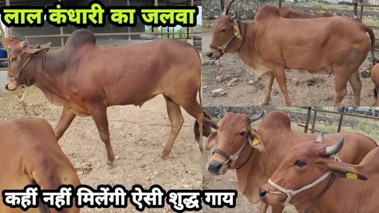 Animal Husbandry
