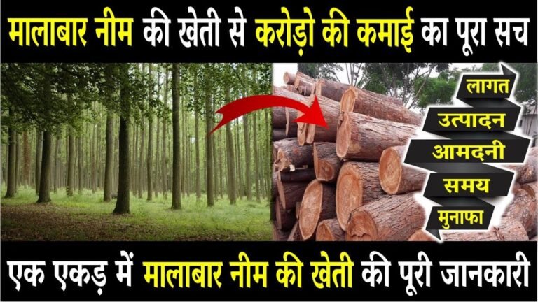 मालाबार नीम का पेड़
