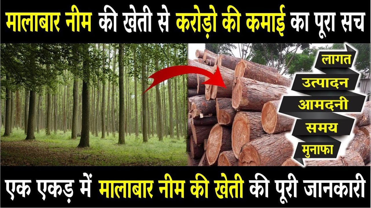 मालाबार नीम का पेड़