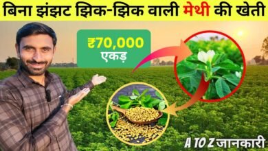 Fenugreek Cultivation