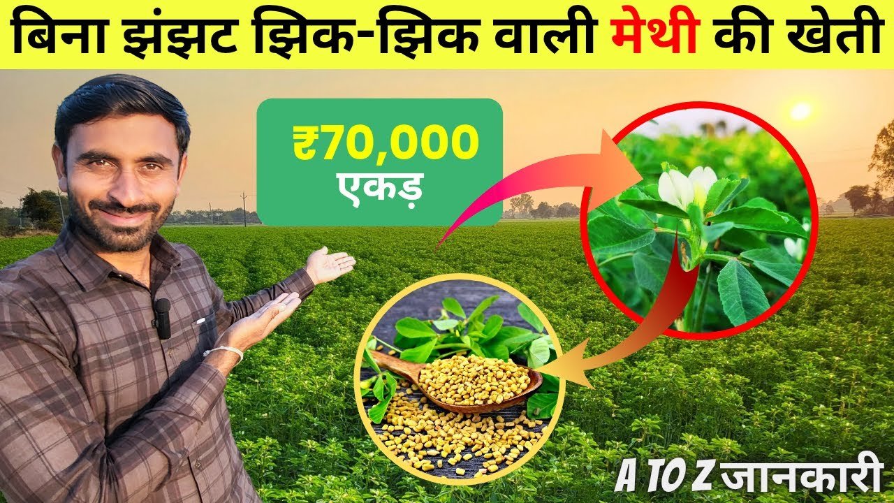 Fenugreek Cultivation