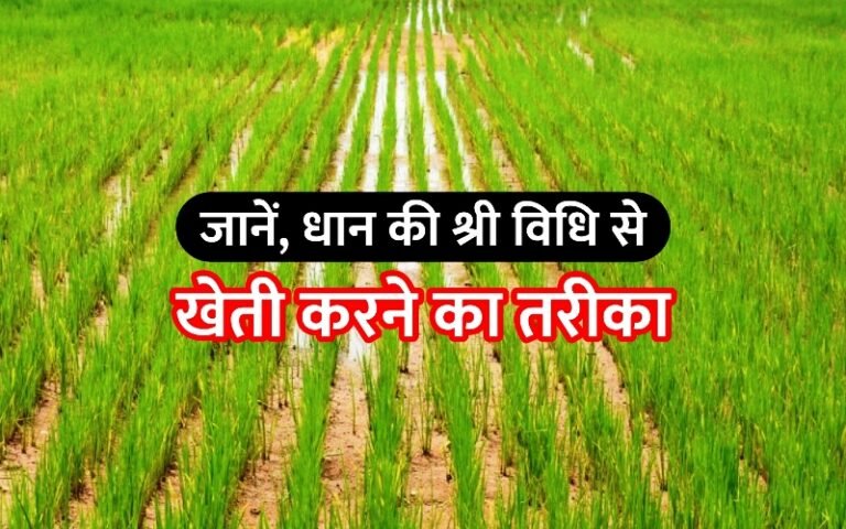 Paddy Cultivation