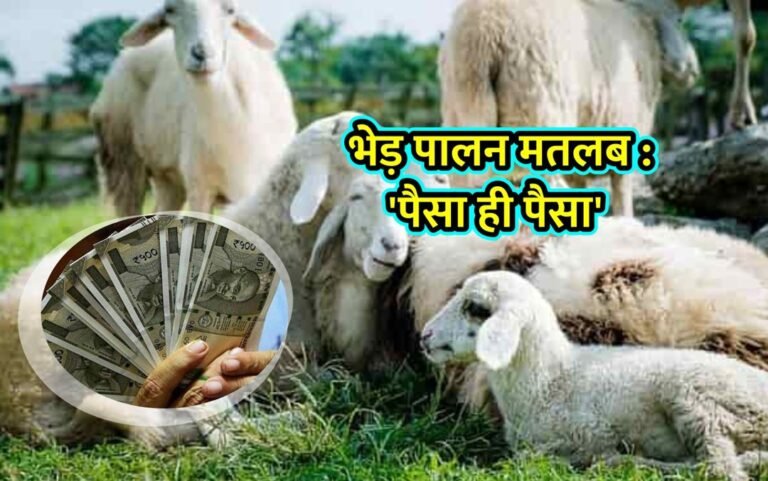Muzaffarnagari Sheep Farming