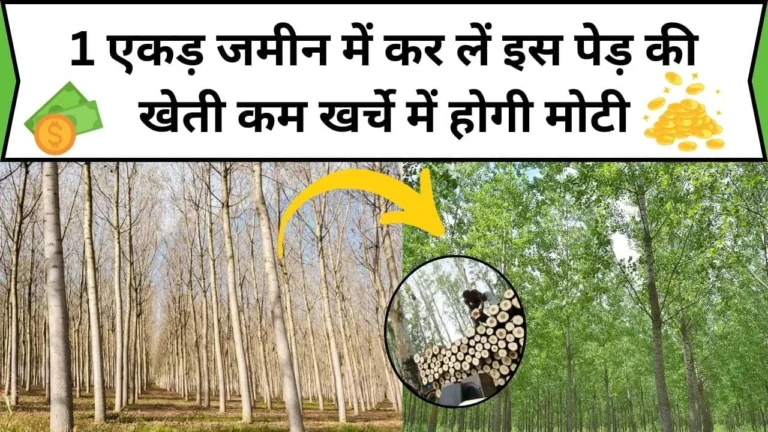 Tree Farming