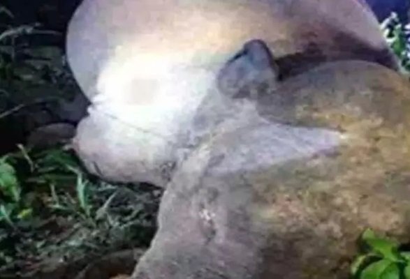 20250802113157_maut hathi
