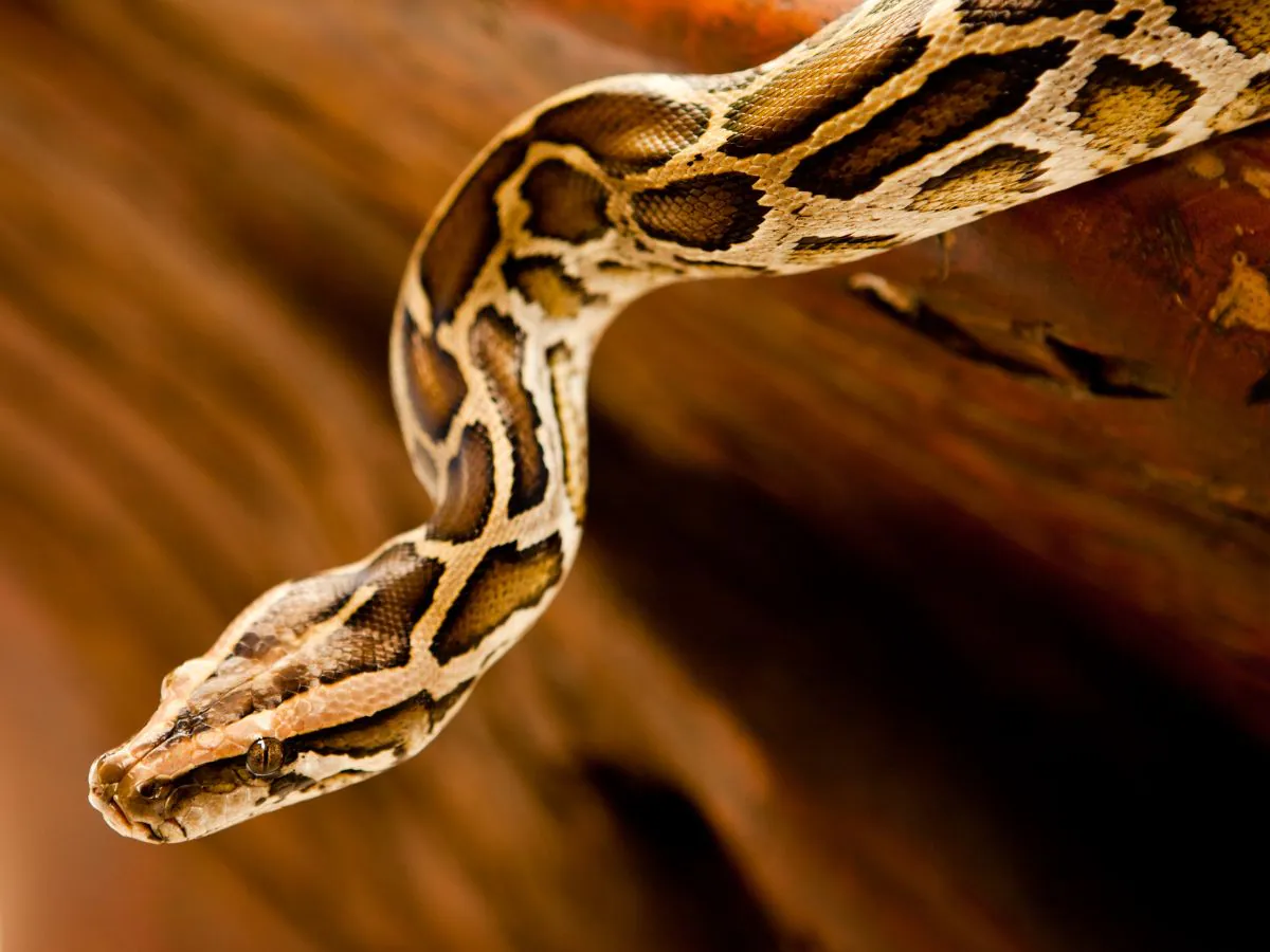 Python-402-Canva-2024-11-32c6c6dfb909a263a58b7ddeed757a13