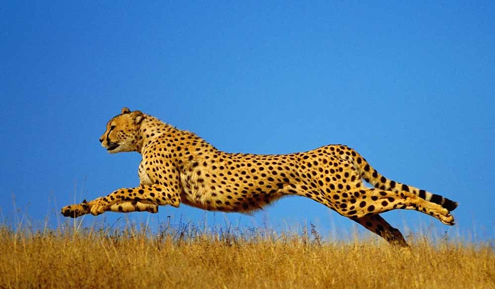 cheetah_47_2.jpg